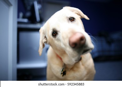 Yellow Labrador Retriever Dog Head Tilted