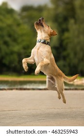 Yellow Labrador Retriever Dog Jump In Summer Park Outdoor