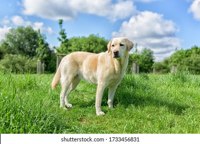 A yellow labrador retriever dog standing in the grass in front of a trees