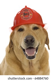 dog fireman hat