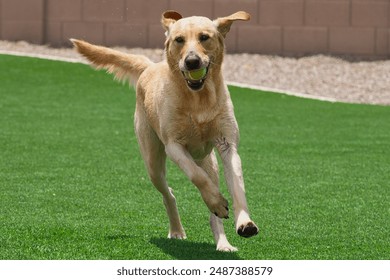 Yellow Labrador retriever dogs playing - Powered by Shutterstock