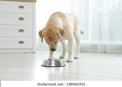 Yellow Labrador Retriever Eating From Bowl On Floor Indoors