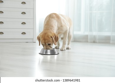 Yellow Labrador Retriever Eating From Bowl On Floor Indoors