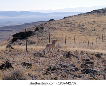 Yellow Labrador Retriever Hunting Dog Pointing At A Bird On A Barbwire Fence In The Rugged Northern Nevada Desert Landscape.
