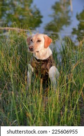 Yellow Labrador Retriever Hunting Dog