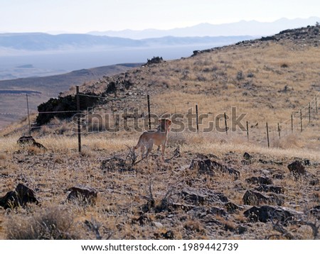 Yellow Labrador retriever hunting dog pointing at a bird on a barbwire fence in the rugged Northern Nevada desert landscape.

