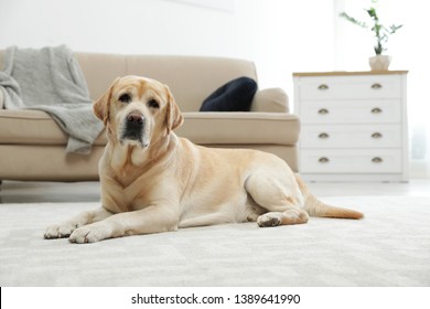 Yellow Labrador Retriever Lying On Floor Indoors