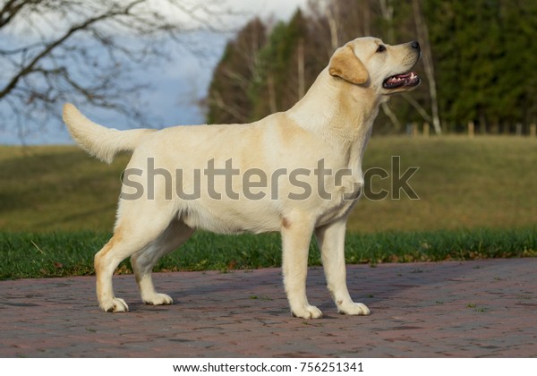 Adorable Golden Labrador Retriever Male