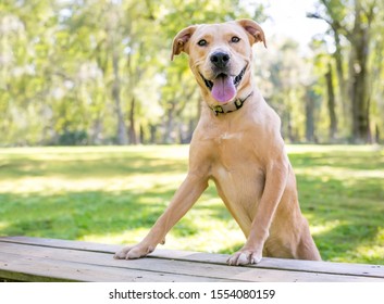 labrador retriever & terrier mix