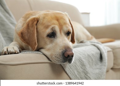 Yellow Labrador Retriever On Cozy Sofa Indoors