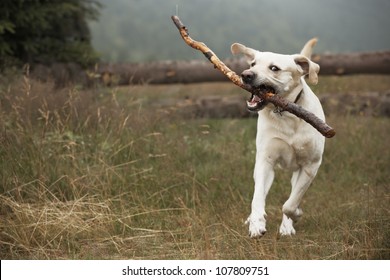 Yellow labrador retriever on field - selective focus - blurred motion