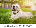 Yellow Labrador retriever on a lawn with green grass