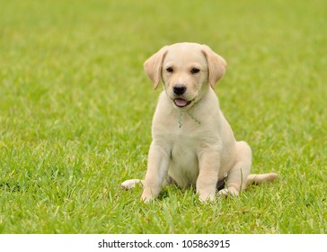 Yellow Labrador Retriever Outside - Shutterstock ID 105863915