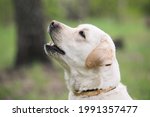 Yellow labrador retriever with pink nose look up on green nature background