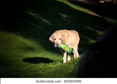 Yellow Labrador Retriever Playing With Frisbee.