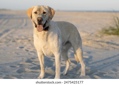 Yellow Labrador retriever portrait on the beach