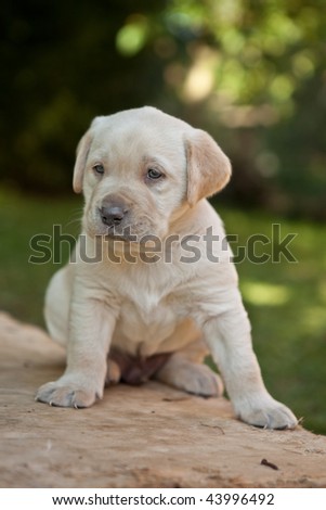 Similar – Small, blond Labrador puppy sits on a lawn in the grass and looks into the distance