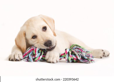 Yellow labrador retriever puppy biting in a colored dog toy isolated on white