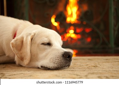 A yellow labrador retriever puppy sleeping in front of a roaring fire.
