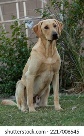 Yellow Labrador Retriever Sitting In The Grass