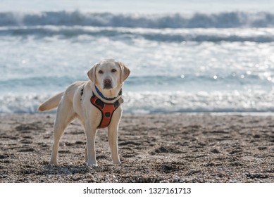 Yellow Labrador Retriever Sitting On The Beach