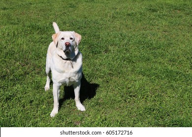 Yellow Labrador Retriever Standing In Field of Grass - Shutterstock ID 605172716