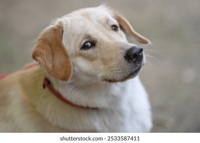 A yellow Labrador retriever stands attentively with a calm expression, showcasing its friendly demeanor in a natural outdoor environment under soft daylight. - Powered by Shutterstock