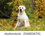 yellow labrador retriever in summer close up portrait