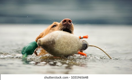 Yellow Labrador Retriever swimming to catch plastic decoy duck