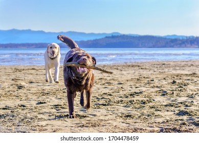 Yellow Labrador retriever trying up keep
up with a young chocolate lab on a sunny beach  - Witty’s Lagoon, Vancouver Island, British Columbia, Canada 