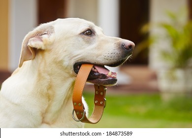 Yellow Labrador Retriever Is Waiting With Dog Collar In Mouth.