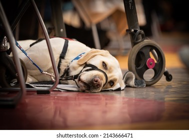 Yellow Labrador Retriever Working Service Dog Next To Wheel Chair. Intentional Shallow Depth Of Field, Focus On Dog's Eyes. 