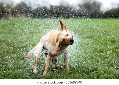 Wet Dog Shaking Images Stock Photos Vectors Shutterstock