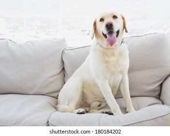 Yellow labrador sitting on the couch at home in the living room