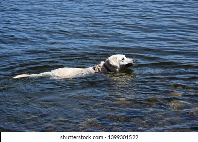 Yellow Labrador Swimming In Blue Lake At Tangle Lakes Campground In Alaska