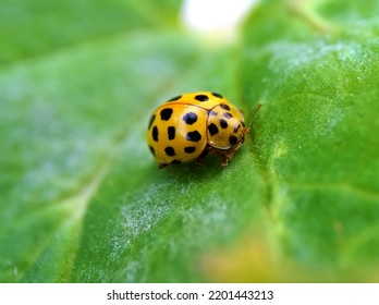 Yellow ladybug on a green leaf - Powered by Shutterstock