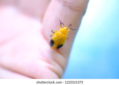 Yellow Ladybug On Hand