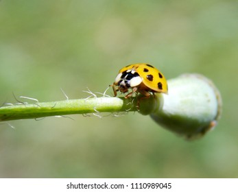 yellow ladybug on plant
					