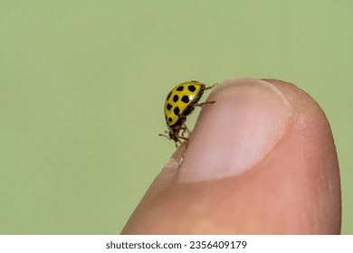 Yellow ladybug strolling on the hand - Powered by Shutterstock