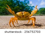 Yellow land crab. Cuba.