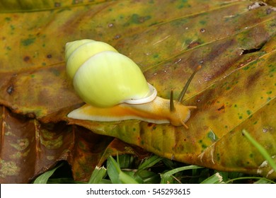 12 Lecoxanthus Images, Stock Photos & Vectors 