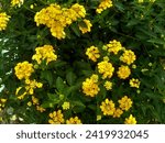 Yellow lantana flower, Lantana acuelatr with blurry background. Common name chapel hill, camara flower. Bunga tembelekan, kancing