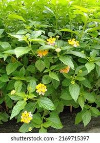 Yellow Lantana Flower In Pot