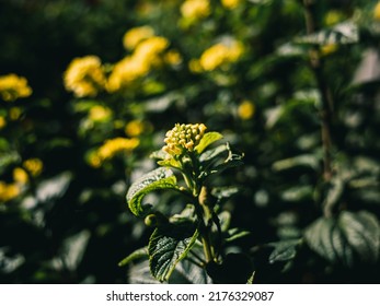 Yellow Lantana Plant In Bloom