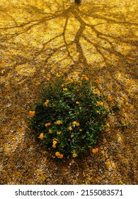 Yellow Lantana Plant Blooming In The Shade Of A Palo Verde Tree That Lost It's Blossoms During Spring In A Phoenix, Arizona Neighbourhood