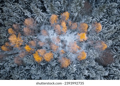 Yellow larch trees shining in the spruce forest covered with the first snow of the season. Aerial photo of the forest in Czech Republic, Europe. - Powered by Shutterstock