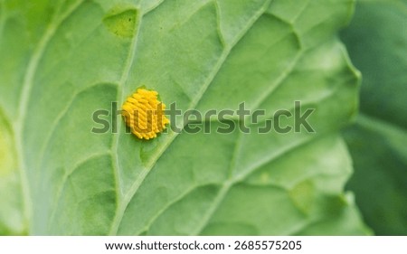 Yellow larvae on cabbage leaf of caterpillar or white butterfly pests