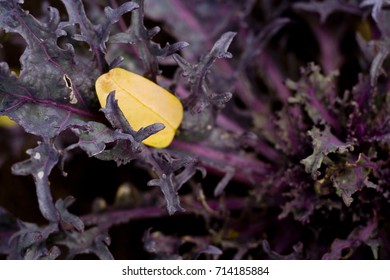 a yellow leaf

