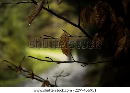 Similar – Herbstwald Natur