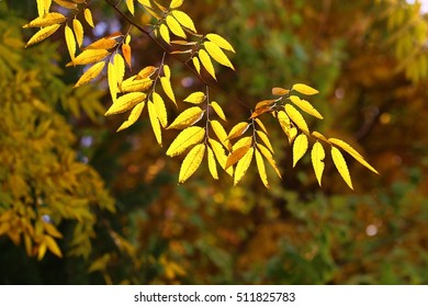 Yellow Leaf Back light